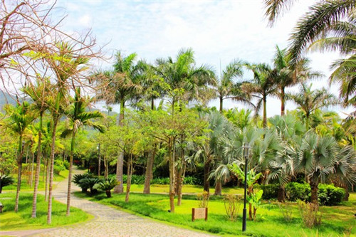 豆尾菜的芽尖（豆尾菜的芽尖可以吃吗）